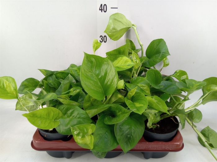<h4>Epipremnum pinn. 'Global Green'</h4>