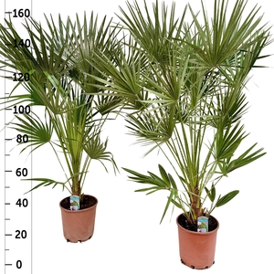 CHAM HUMILIS