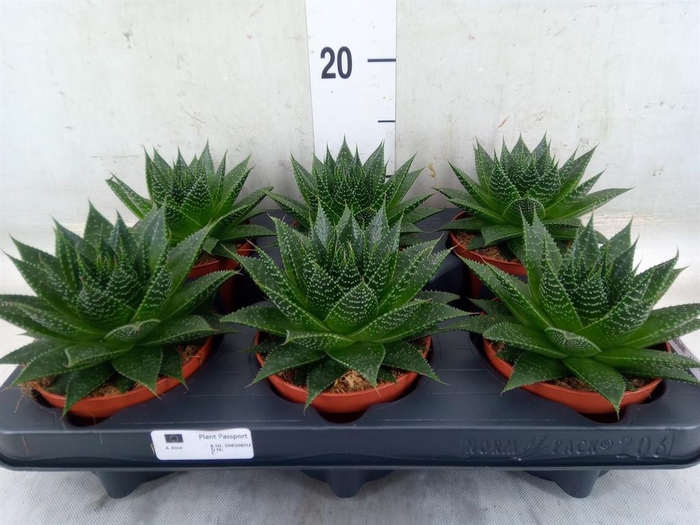 <h4>Gasteria  'Mufasa'</h4>