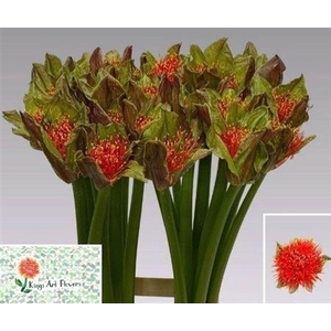 Scadoxus M Torch