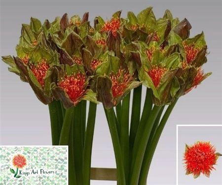 <h4>Scadoxus M Torch</h4>