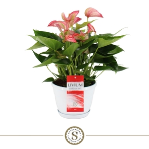 Schaal Napoli 20cm Livium Red