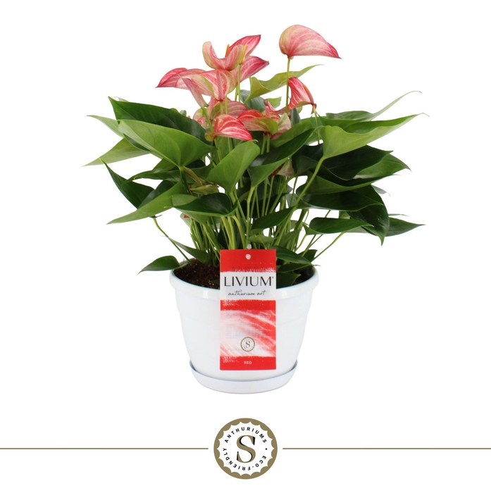 <h4>Schaal Napoli 20cm Livium Red</h4>