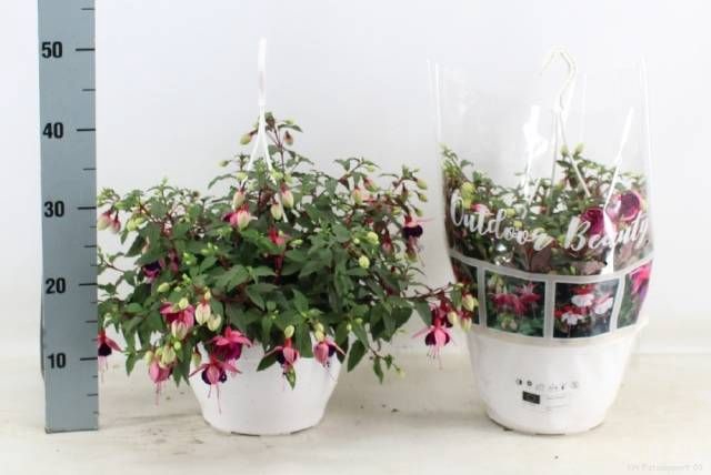 <h4>FUCHSIA OV</h4>