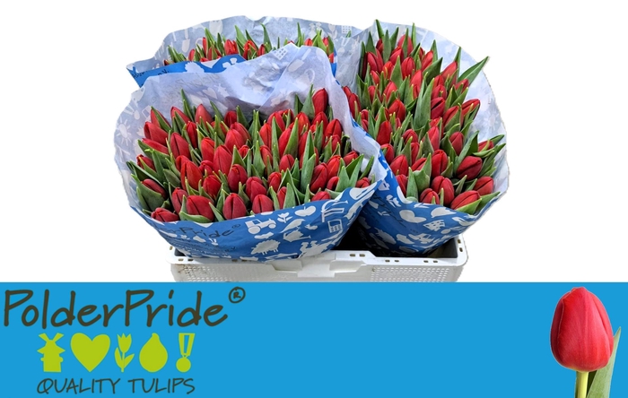 <h4>TU EN ARTEMIS</h4>