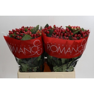 Hypericum True Romance XXL