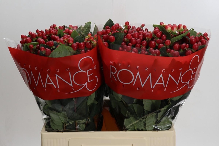 <h4>Hypericum True Romance XXL</h4>