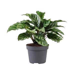 CALATHEA SPECIES