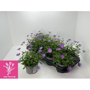 BRACH BRAS VIOLET