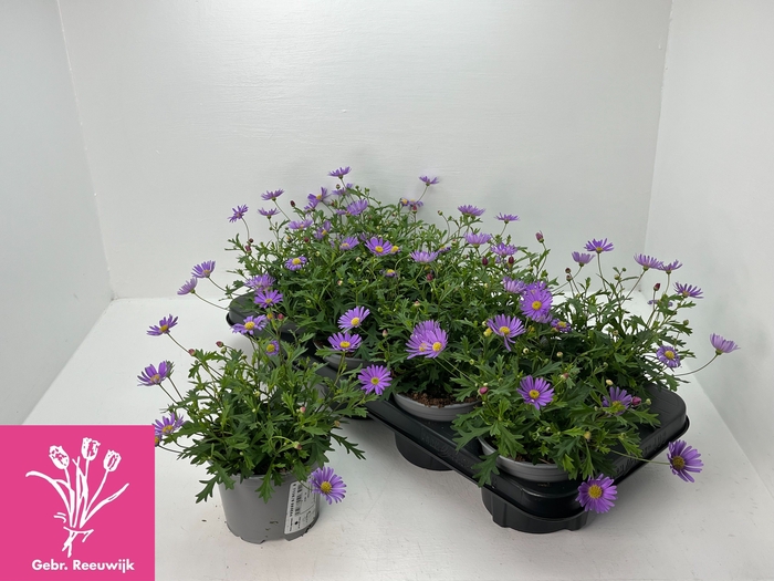 <h4>BRACH BRAS VIOLET</h4>