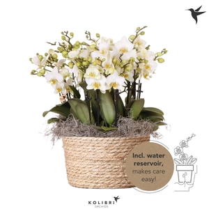 Kolibri Orchids Phalaenopsis Mono Bouquet Lausanne 15 spike in Reed Basket with watering system