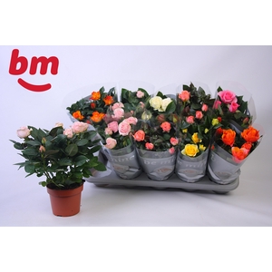 RO B MONDE GEM 6 SRT