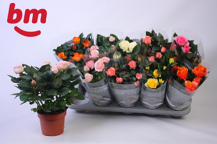 <h4>RO B MONDE GEM 6 SRT</h4>