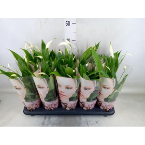Spathiphyllum  'Korto'