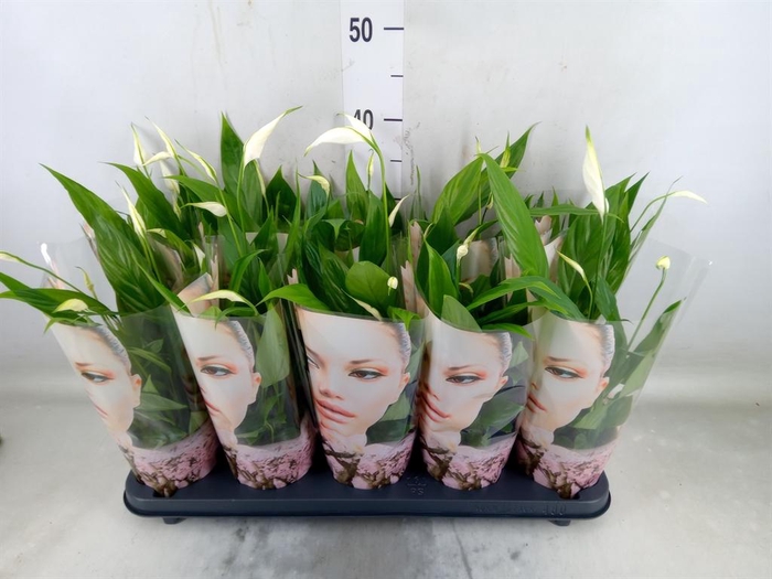 <h4>Spathiphyllum  'Korto'</h4>