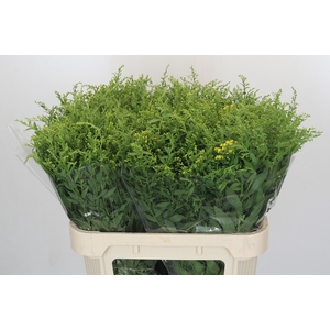 Solidago Golden Glory