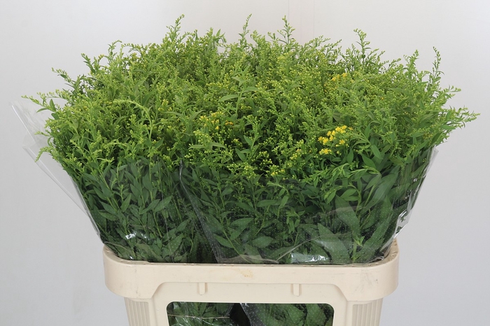 <h4>Solidago Golden Glory</h4>