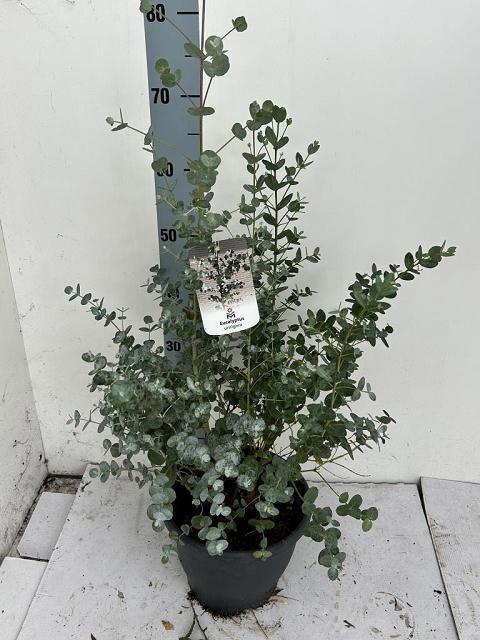 <h4>EUCAL URNIGERA</h4>