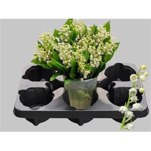 Convallaria Meiklokjes