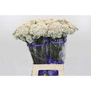 OZOTH COOKS SNOW WHI