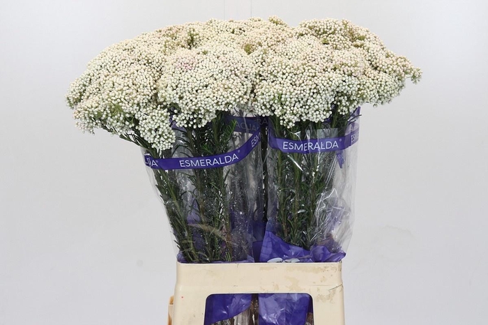 <h4>OZOTH COOKS SNOW WHI</h4>