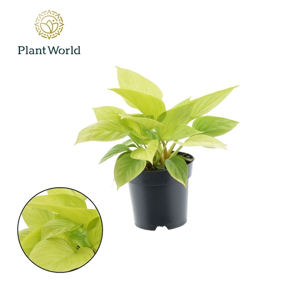 <h4>Philodendron scandens 'Micans Lime'</h4>
