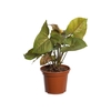 SYNGONIUM CHOCOLATE P15