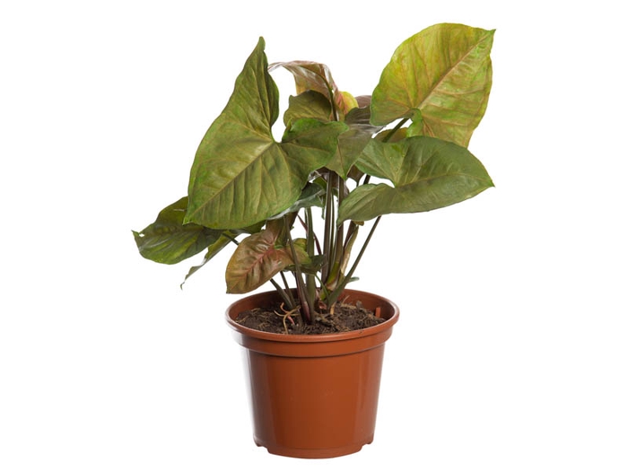 SYNGONIUM CHOCOLATE P15
