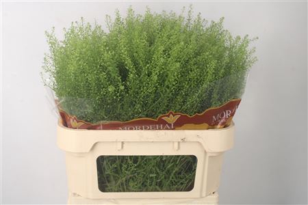 <h4>Lepidium Green Bell</h4>