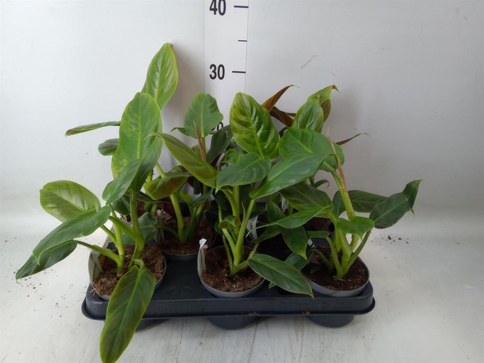 <h4>Philodendron   ...</h4>