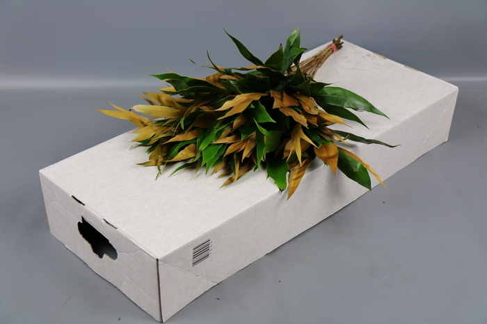 <h4>Grevillea baileyana "Gold"</h4>