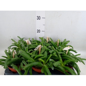 Cotyledon  'Elephants Trunk'