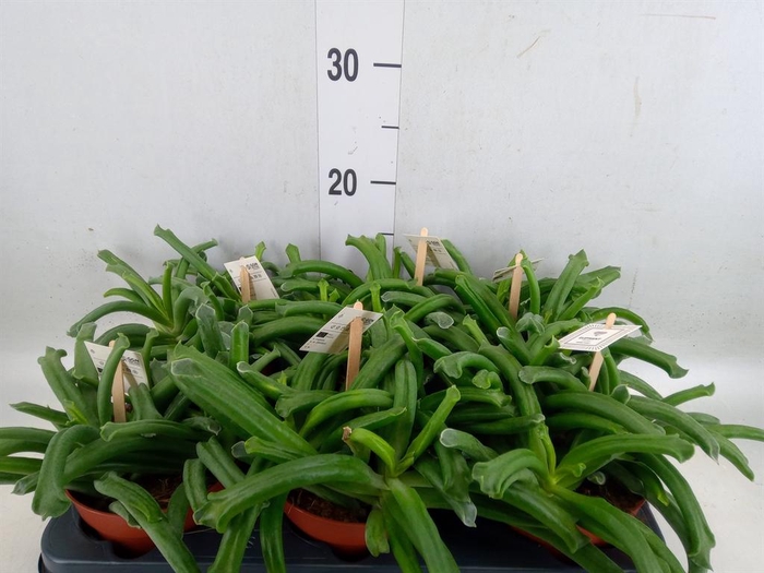 <h4>Cotyledon  'Elephants Trunk'</h4>