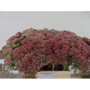 SEDUM SPECTABILE BLO