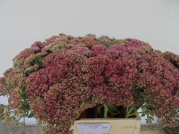 SEDUM SPECTABILE BLO