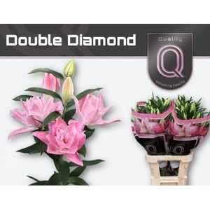 LI OR DU DOU DIAMOND 3+