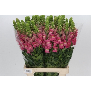 Antirrhinum Potomac Cherry Rose