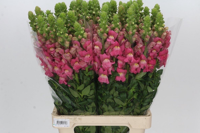 Antirrhinum Potomac Cherry Rose
