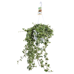 Hedera helix Eva - hang/XXL