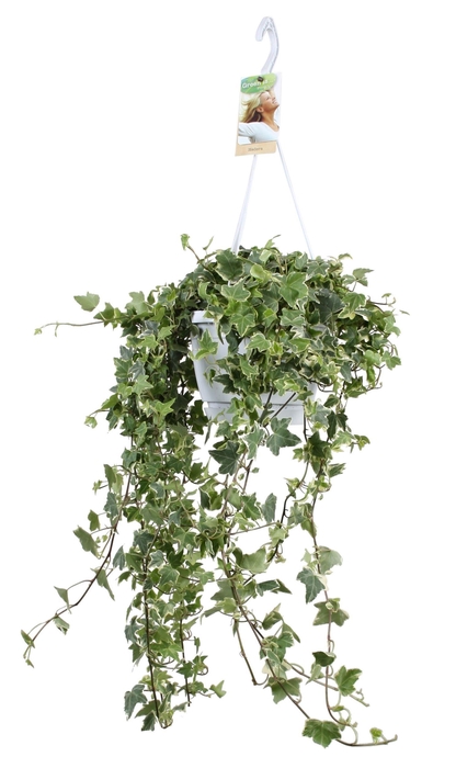 <h4>Hedera helix Eva - hang/XXL</h4>