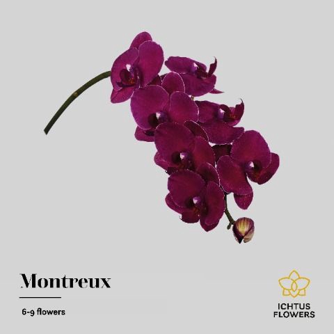 <h4>Phalaenopsis Montreux 9</h4>