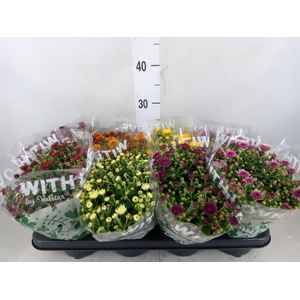 Chrysanthemum   ..mix 5