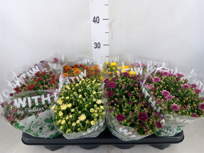 <h4>Chrysanthemum   ..mix 5</h4>