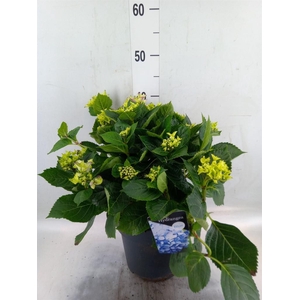 Hydrangea mac. 'Early'