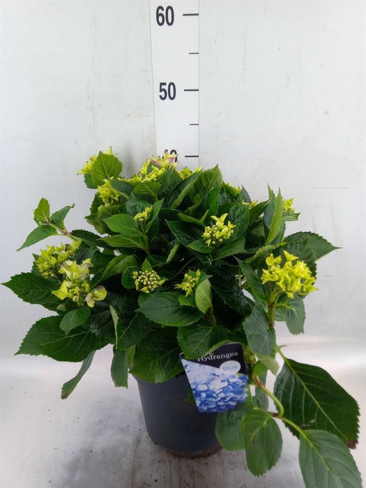 <h4>Hydrangea mac. 'Early'</h4>