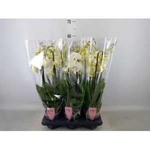 Phalaenopsis  'Ant Inverness'