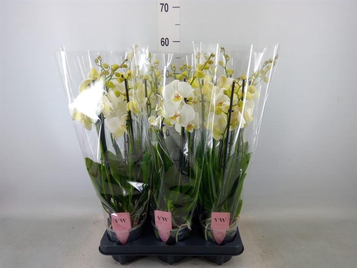 <h4>Phalaenopsis  'Ant Inverness'</h4>