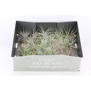 arr3 CP - Till. - Ionantha groen x20