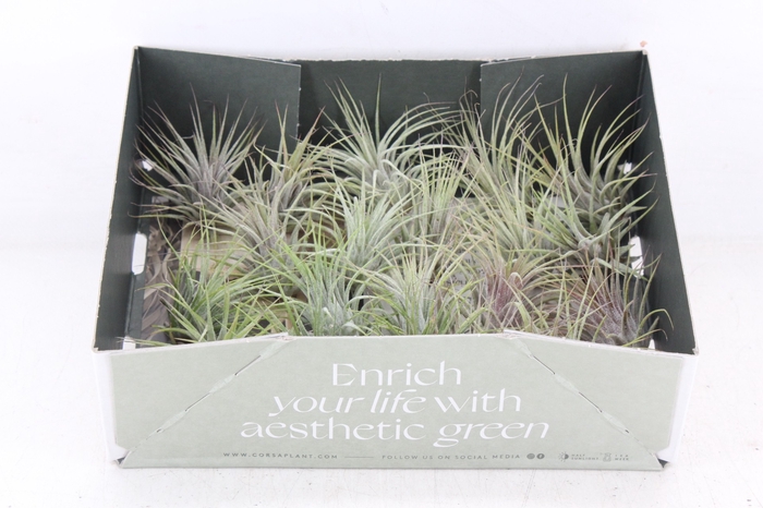 <h4>arr3 CP - Till. - Ionantha groen x20</h4>