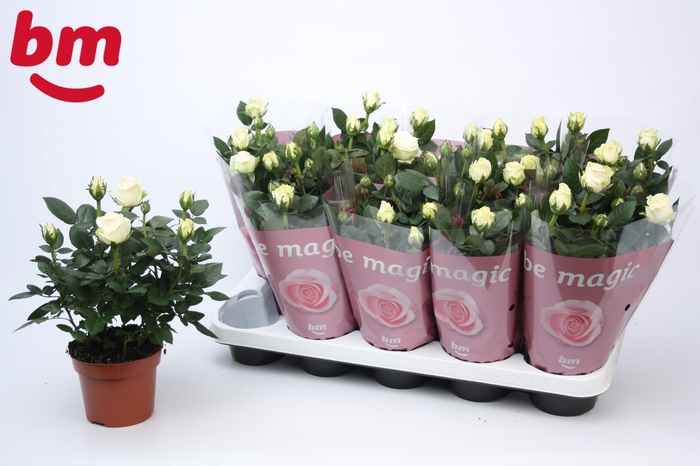 <h4>Rosa White Beau Monde (12 cm)</h4>